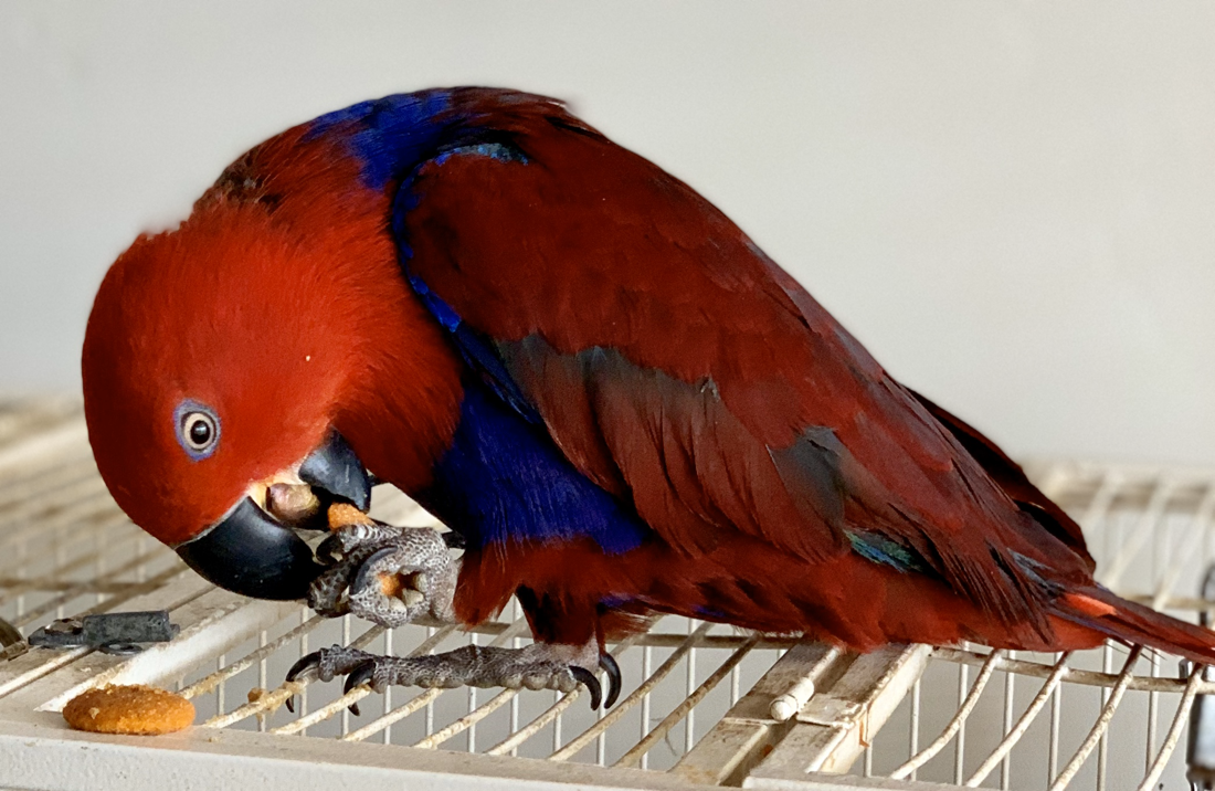 Arizona Parrots Cove Breeder Of Conure Quaker English Budgies